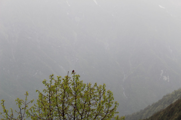 Nepalese Rosefinch