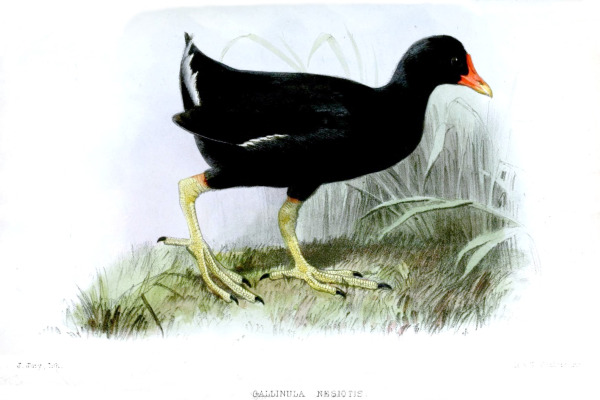Nesiotis Gallinule