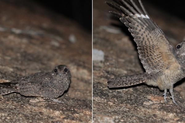 New Britain Nightjar