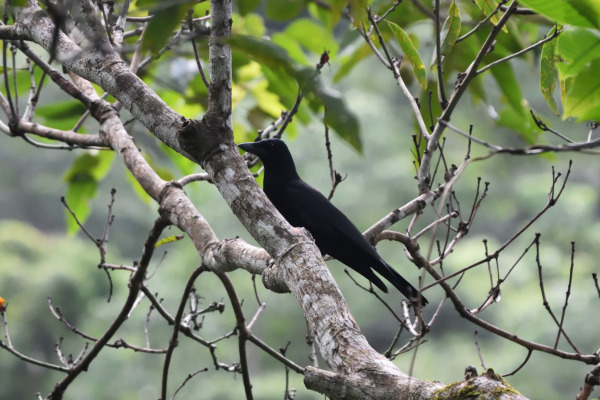 New Caledonian crow