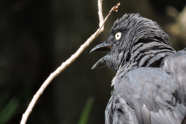 New Caledonian Cuckooshrike