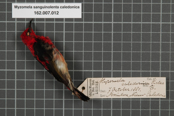 New Caledonian Myzomela