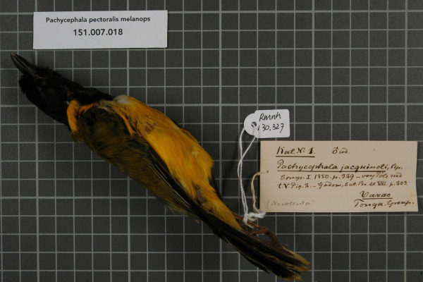 New Caledonian Whistler