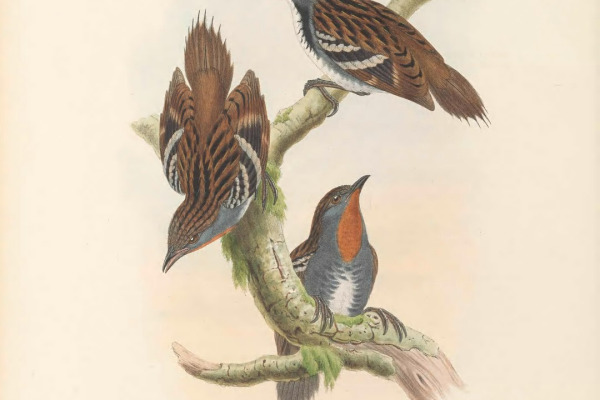New Guinea Logrunner