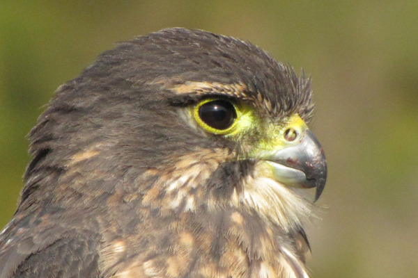 New Zealand Falcon