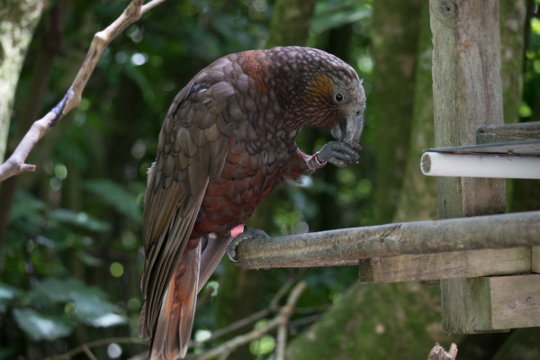 New Zealand Kaka