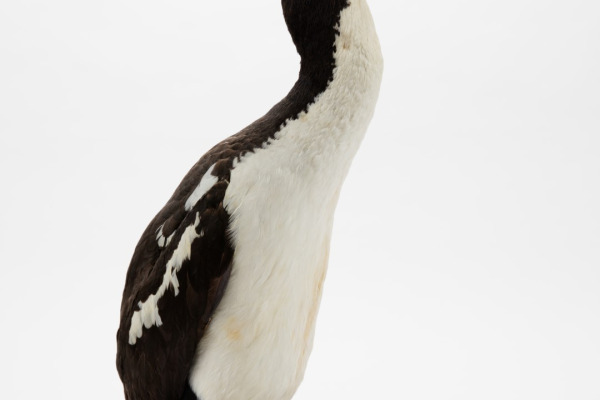 New Zealand King Shag