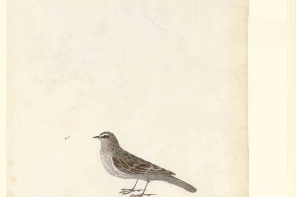 New Zealand Pipit