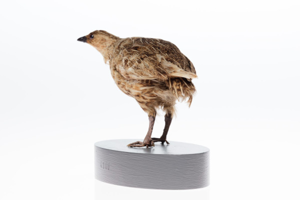 New Zealand Quail