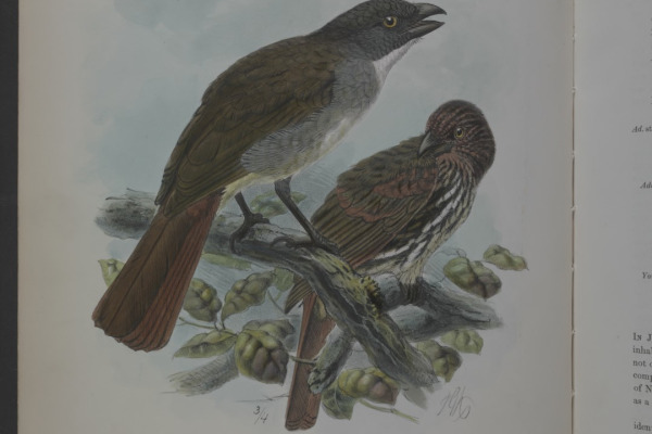 New Zealand Robin