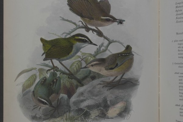 New Zealand Rock Wren
