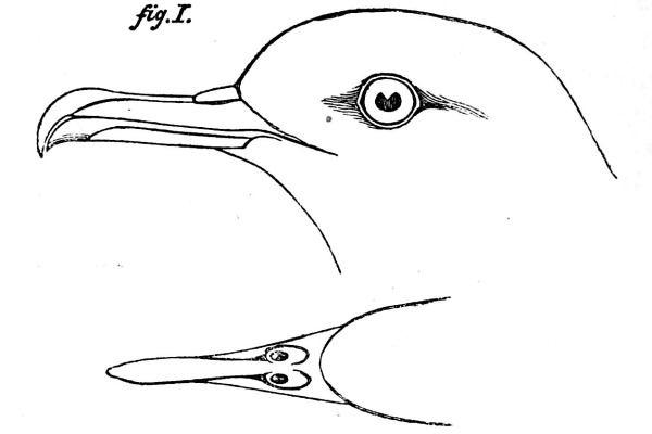 Newell's Shearwater