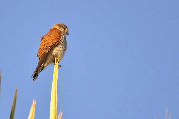 Newton's kestrel