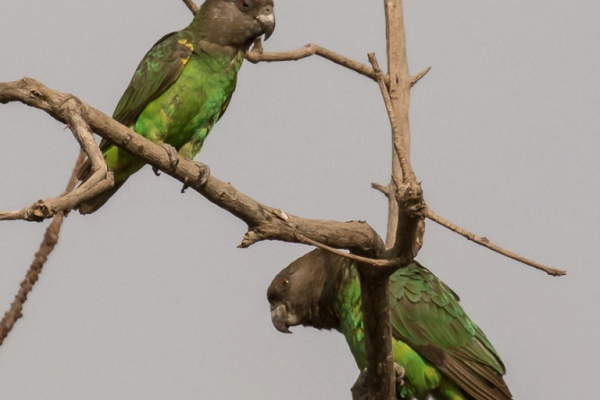 Niam-niam parrot