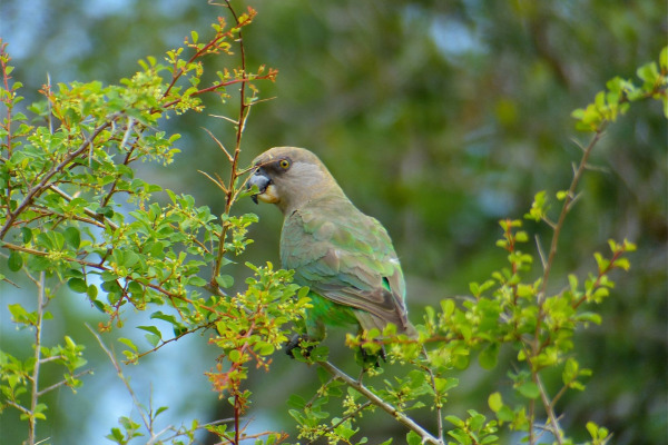 Niam-niam parrot