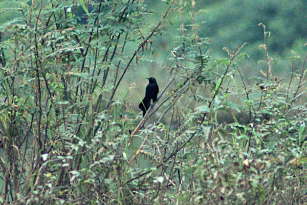 Nicaraguan Grackle