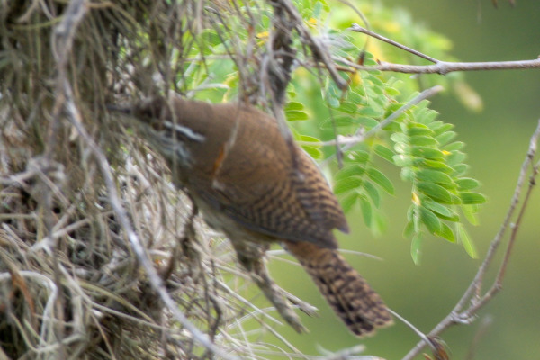 Niceforo's Wren