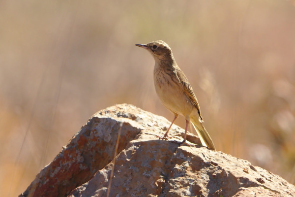Nicholson's Pipit
