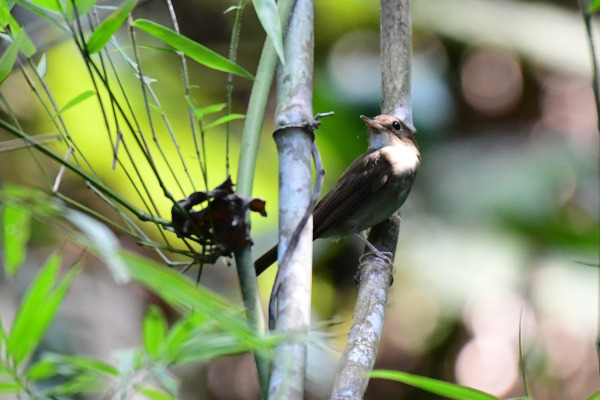 Nicobar jungle-flycatcher