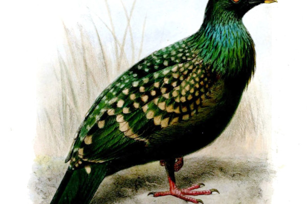 Nicobar pigeon