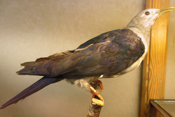Nicobar Pigeon