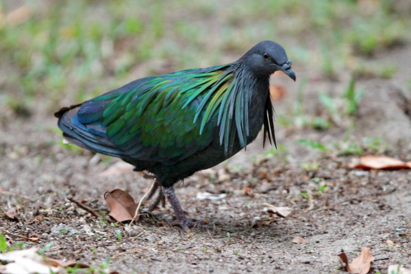 Nicobar pigeon