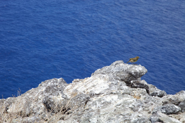 Nihoa Finch