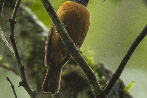 Nilgiri flycatcher