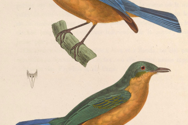 Nilgiri flycatcher