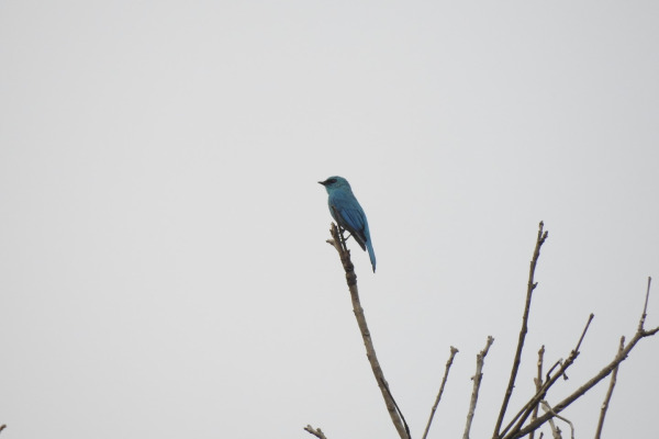 Nilgiri flycatcher