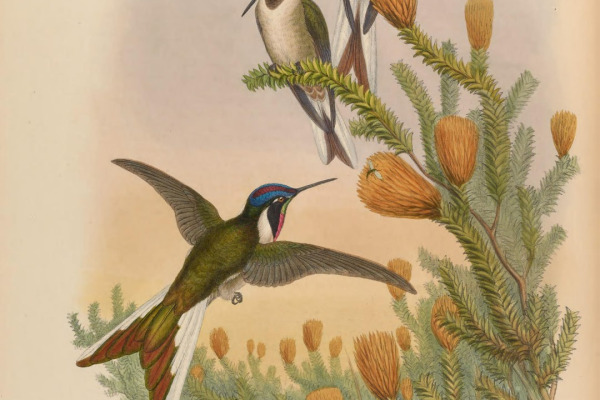 Noble Oriole