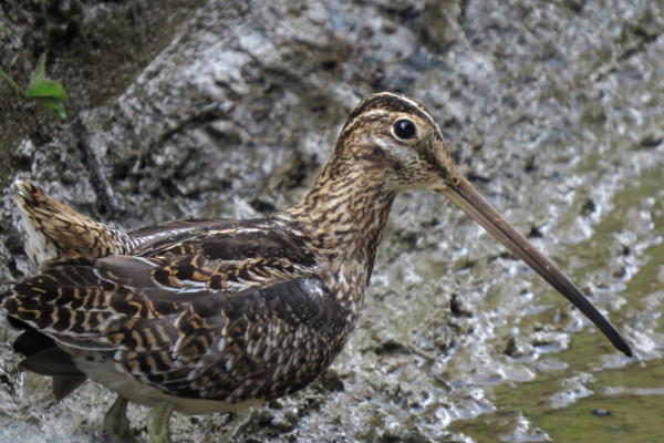 Noble Snipe