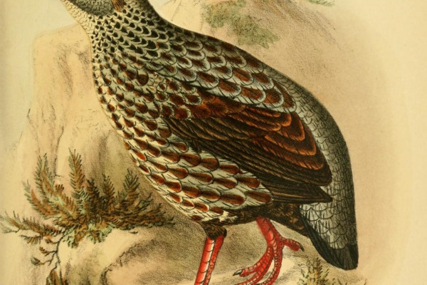 Noble Spurfowl
