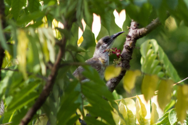 Noisy Friarbird