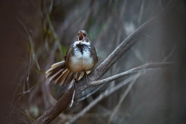 Noisy Scrub-bird