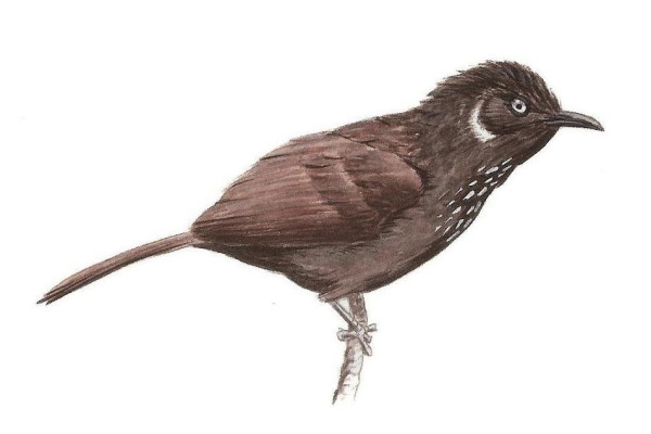 Nonggang Babbler