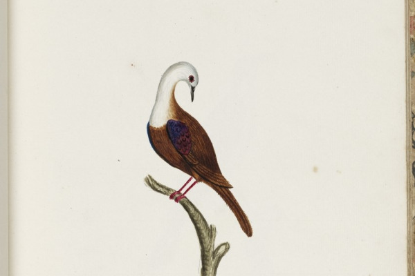 Norfolk Island Parakeet