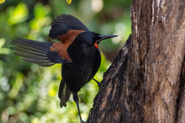 North Island saddleback