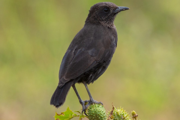 Northern Anteater-Chat