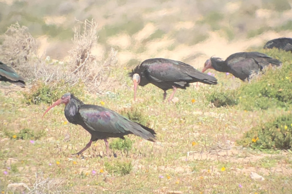 Northern Bald Ibis