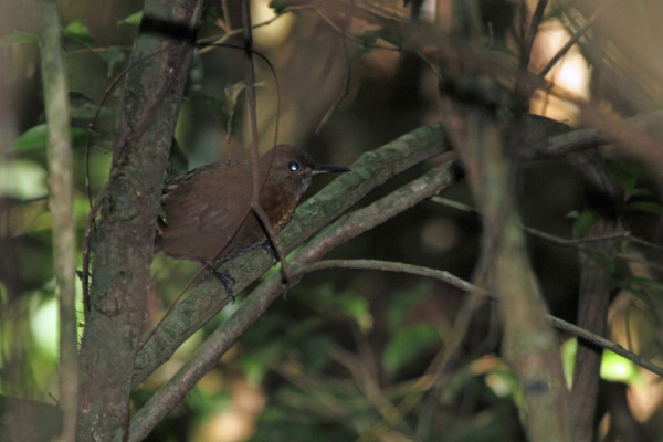 Northern Barred-Woodcreeper