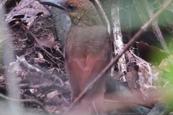 Northern Barred-Woodcreeper