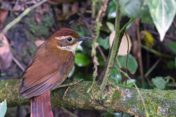 Northern Barred-Woodcreeper
