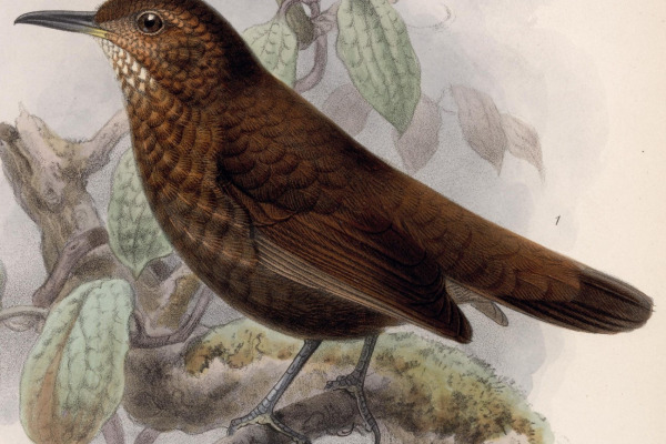 Northern Barred-Woodcreeper