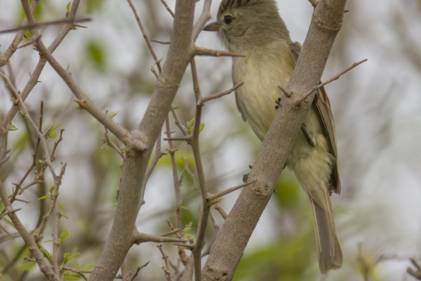 Northern Beardless-Tyrannulet