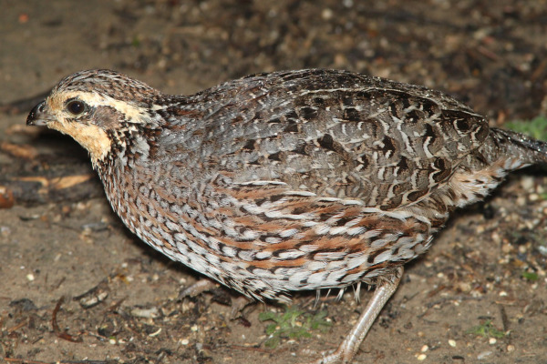 Northern Bobwhite