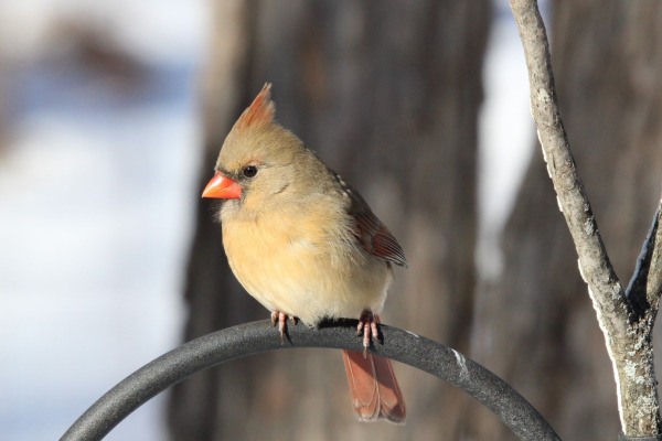 Northern Cardinal