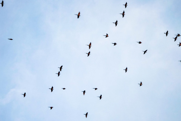 Northern Carmine Bee-eater