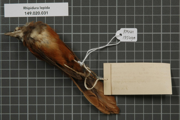 Northern Fantail