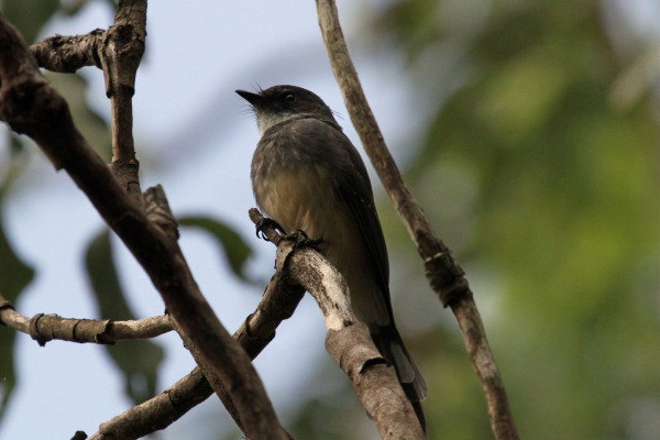 Northern Fantail